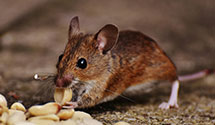 24 Hour & Emergency Exterminators in Birmingham, MI
